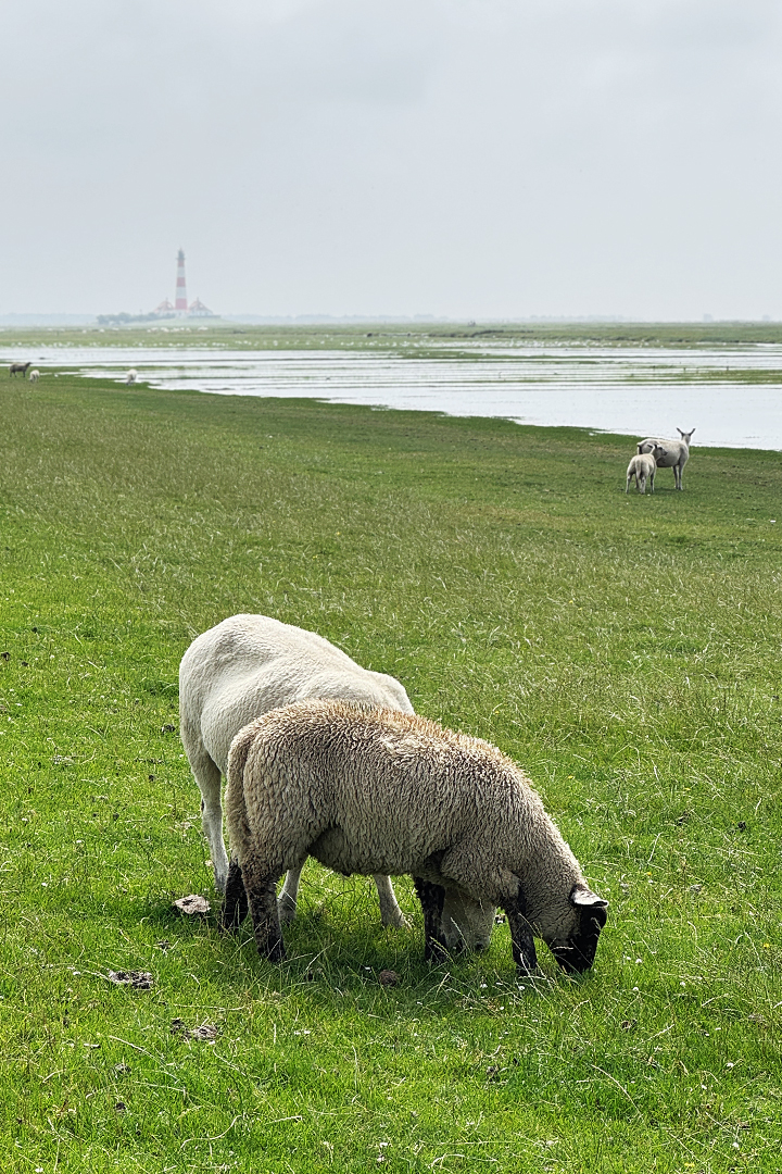 Rauszeit SPO - Ferien in St. Peter-Ording - Deichschafe mit Blick auf den Westerhever Leuchtturm