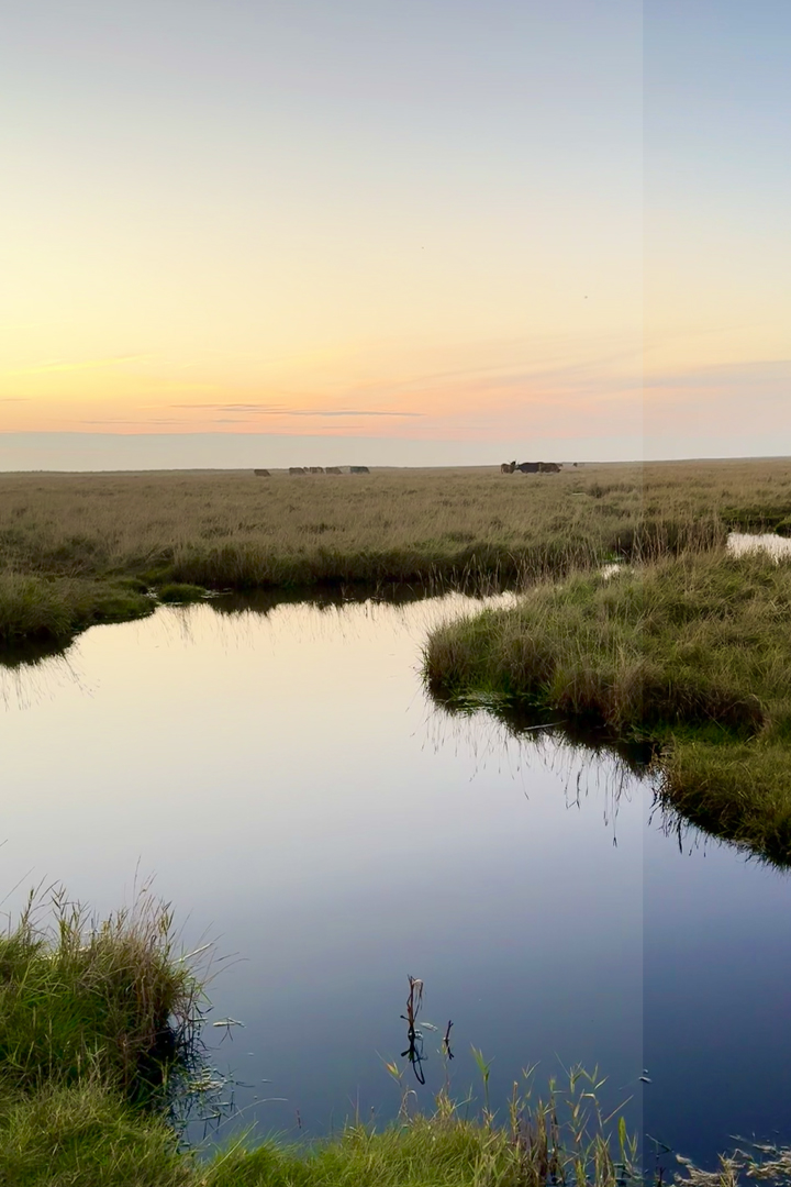 Rauszeit SPO - Ferien in St. Peter-Ording - Sonnenuntergang in den Salzwiesen in Böhl
