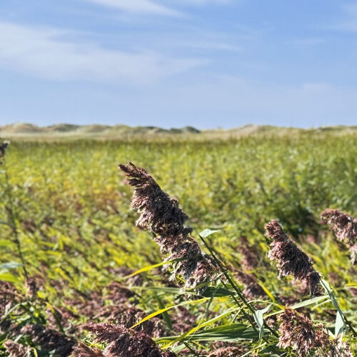 Rauszeit SPO - Ferienhaus in St. Peter-Ording - Impressionen aus SPO - 16