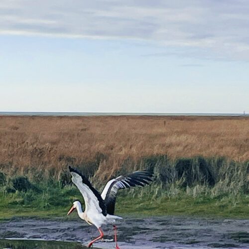 Rauszeit SPO - Ferienhaus in St. Peter-Ording - Impressionen aus SPO - 18